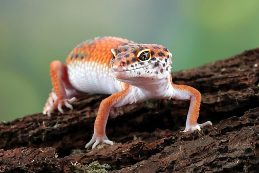 Health Issues in Leopard Geckos