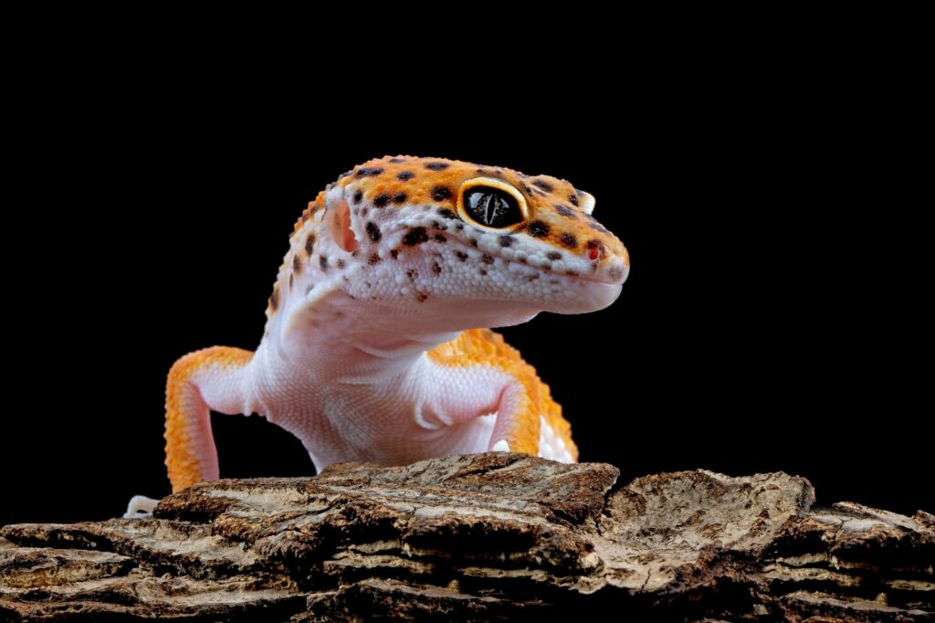 Handling Your Leopard Gecko